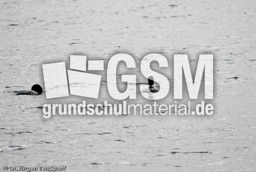 Eistaucher (13 von 26).jpg